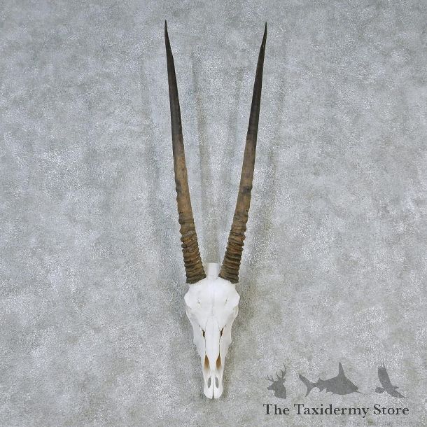 African Gemsbok European Skull Taxidermy Mount #12610 For Sale @ The Taxidermy Store