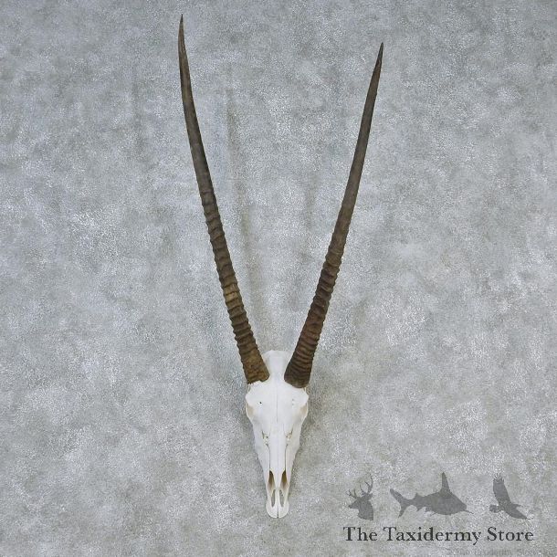 African Gemsbok European Skull Taxidermy Mount #12613 For Sale @ The Taxidermy Store
