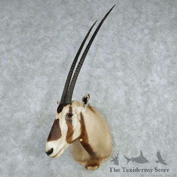 African Gemsbok Shoulder Mount #13630 For Sale @ The Taxidermy Store