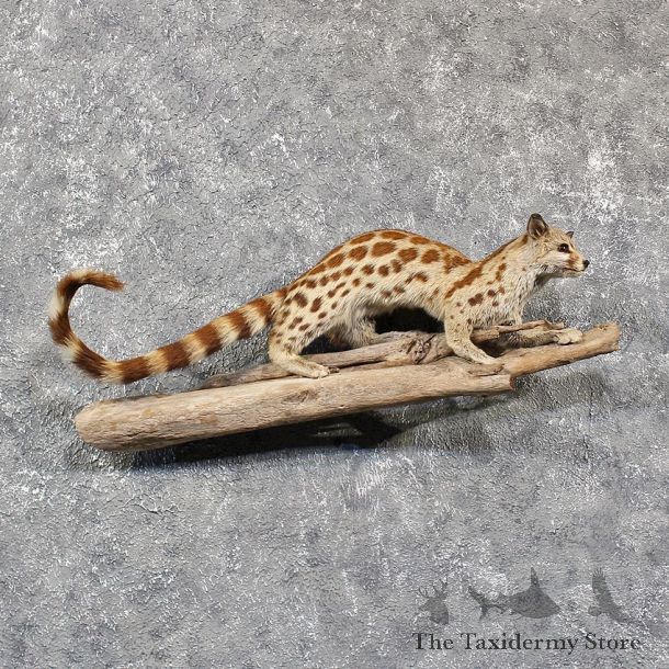 African Genet Cat Mount #11567 - For Sale @ The Taxidermy Store