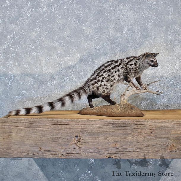 African Genet Cat Mount #11966 For Sale @ The Taxidermy Store
