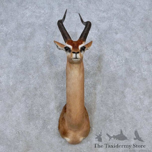 African Gerenuk Shoulder Mount For Sale #14572 @ The Taxidermy Store