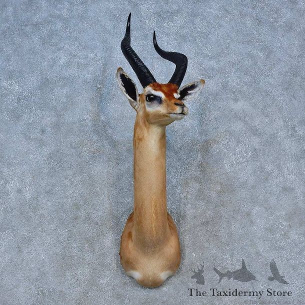 Southern Gerenuk Shoulder Mount For Sale #15299 @ The Taxidermy Store