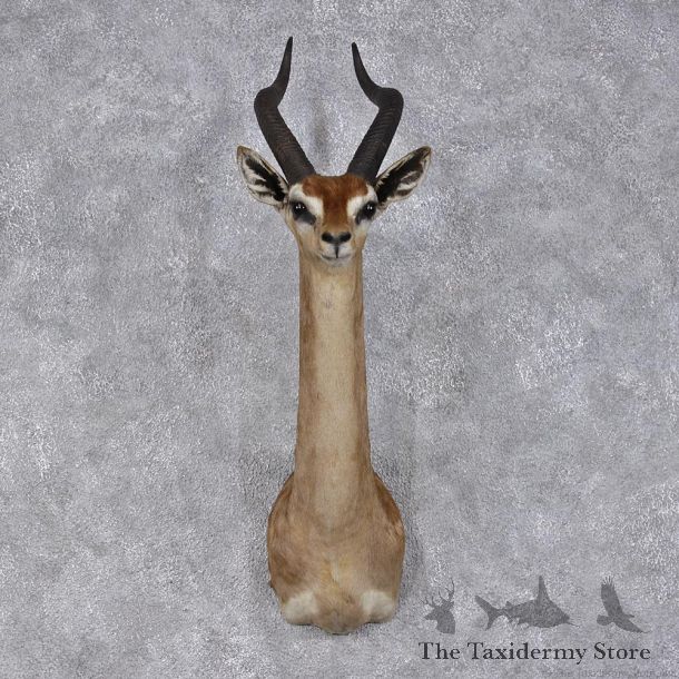 African Gerenuk Shoulder Taxidermy Head Mount #12476 For Sale @ The Taxidermy Store