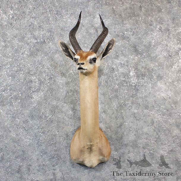 African Gerenuk Shoulder Mount #11551 - For Sale @ The Taxidermy Store