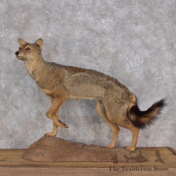 African Golden Jackal Life Size Taxidermy Mount #10291 For Sale @ The Taxidermy Store