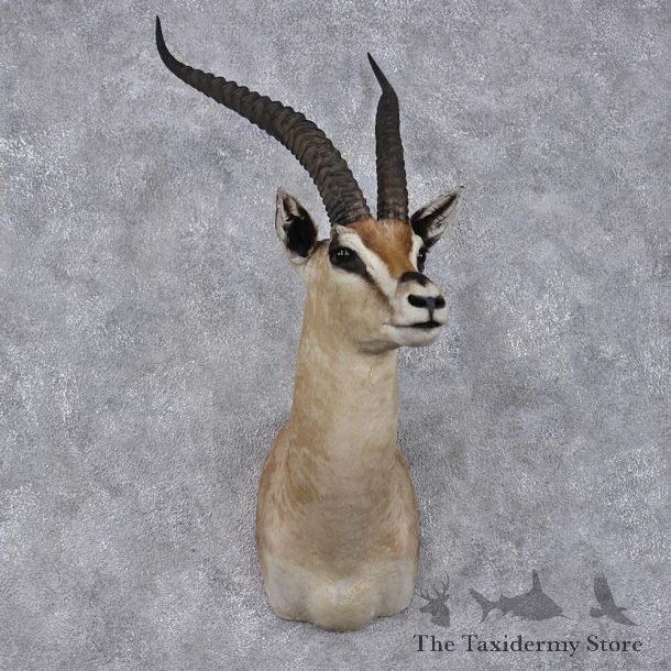 African Grants Gazelle Taxidermy Shoulder Mount #12480 For Sale @ The Taxidermy Store