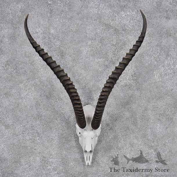 African Grants Gazelle European Skull & Horn Mount #12549 For Sale @ The Taxidermy Store