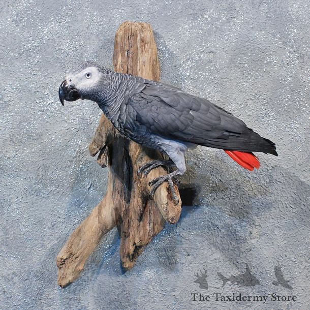 African Grey Parrot Bird Mount #12005 For Sale @ The Taxidermy Store