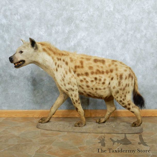 African Hyena Life-Size Taxidermy Mount #13275 For Sale @ The Taxidermy Store