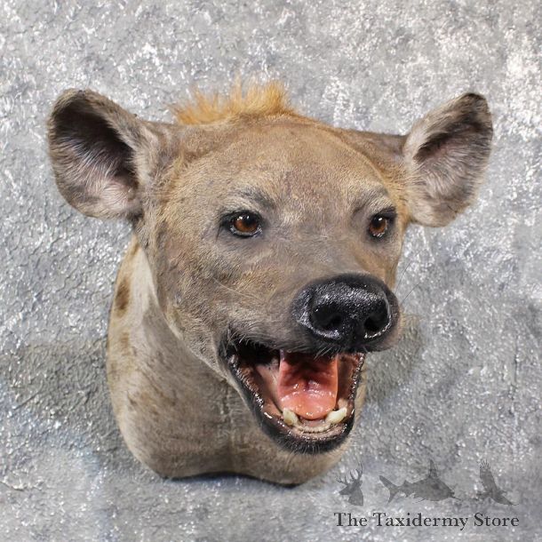 African Hyena Shoulder Mount #11649 For Sale @ The Taxidermy Store