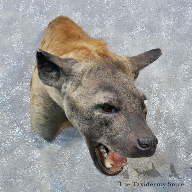 African Hyena Shoulder Mount #12034 For Sale @ The Taxidermy Store