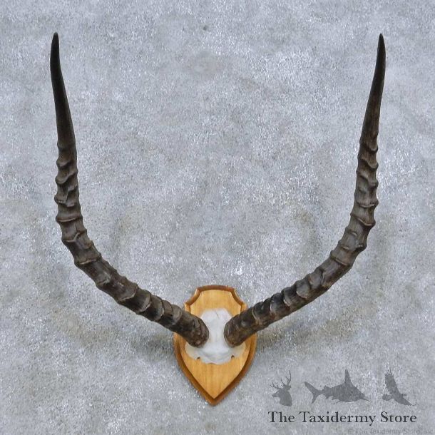 Impala Skull Cap & Horn European Mount For Sale #14485 @ The Taxidermy Store