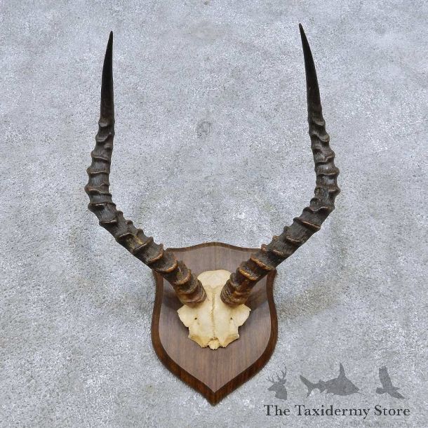 African Impala Horn Plaque For Sale #14553 @ The Taxidermy Store