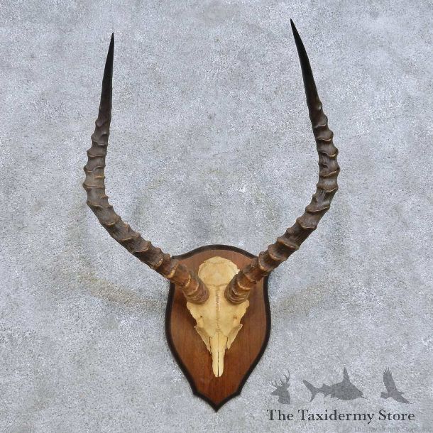 African Impala Skull & Horn European Mount For Sale #14622 @ The Taxidermy Store
