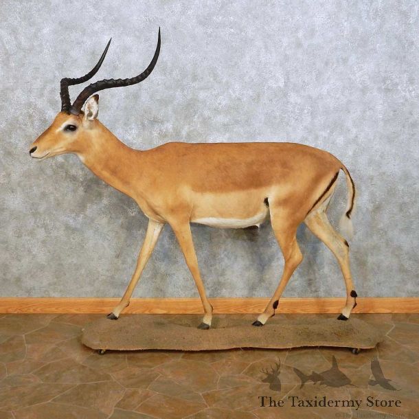 Impala Life Size Mount For Sale #14075 @ The Taxidermy Store