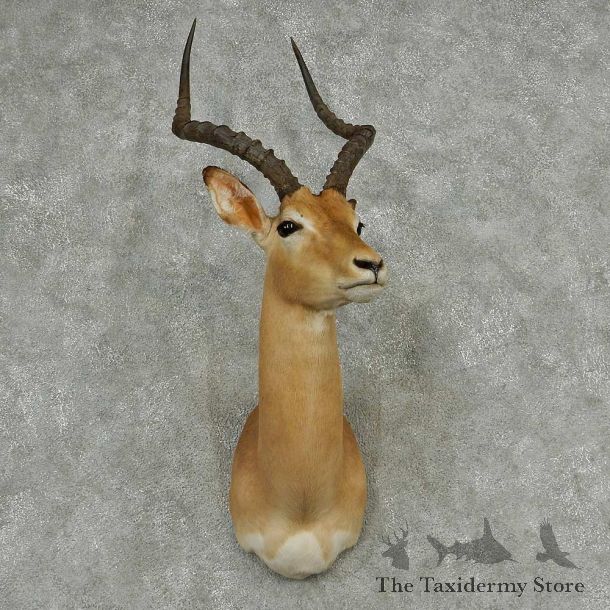 African Impala Shoulder Mount #13812 For Sale @ The Taxidermy Store