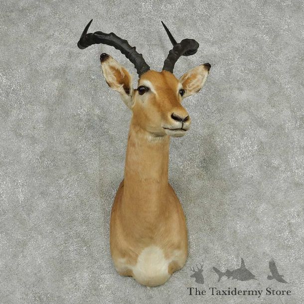 African Impala Shoulder Mount #13813 For Sale @ The Taxidermy Store