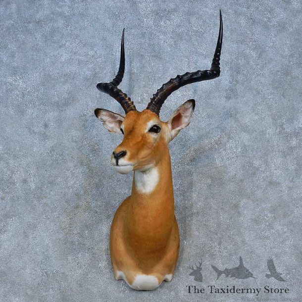African Impala Shoulder Mount For Sale #15300 @ The Taxidermy Store