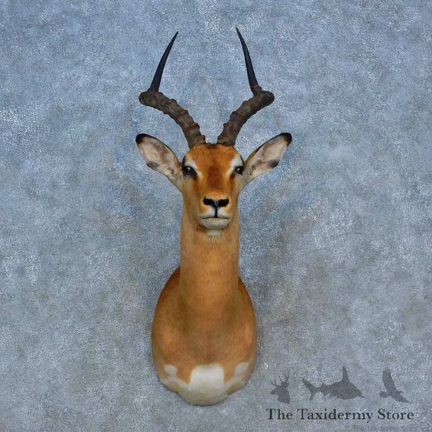 African Impala Shoulder Mount For Sale #15486 @ The Taxidermy Store