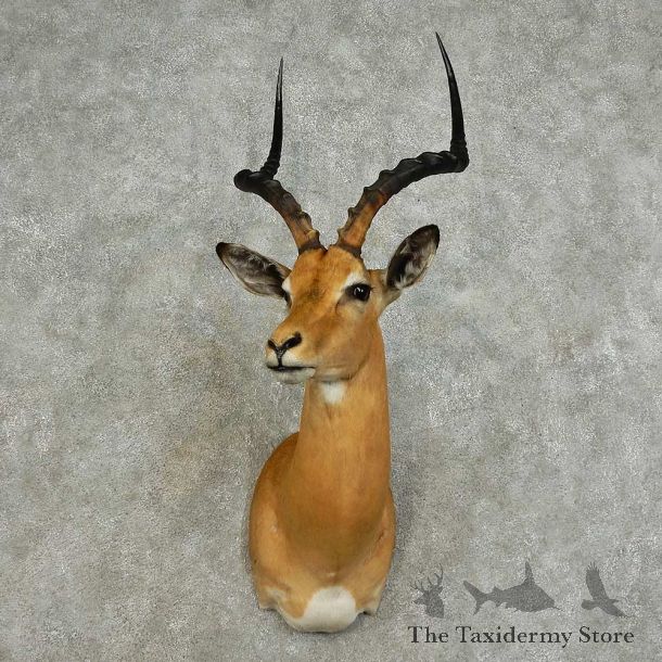 African Impala Shoulder Mount For Sale #15978 @ The Taxidermy Store