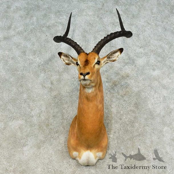 African Impala Shoulder Mount For Sale #16188 @ The Taxidermy Store