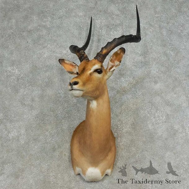 African Impala Shoulder Mount For Sale #16635 @ The Taxidermy Store