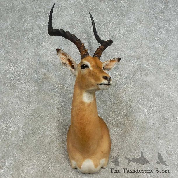 African Impala Shoulder Mount For Sale #16656 @ The Taxidermy Store