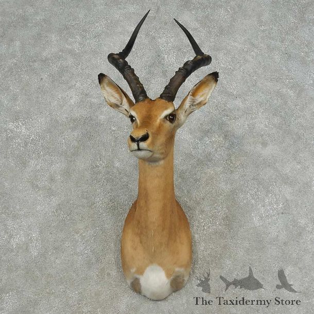 African Impala Shoulder Mount For Sale #16703 @ The Taxidermy Store