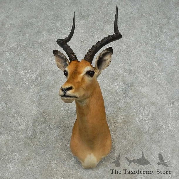 African Impala Shoulder Mount For Sale #16704 @ The Taxidermy Store