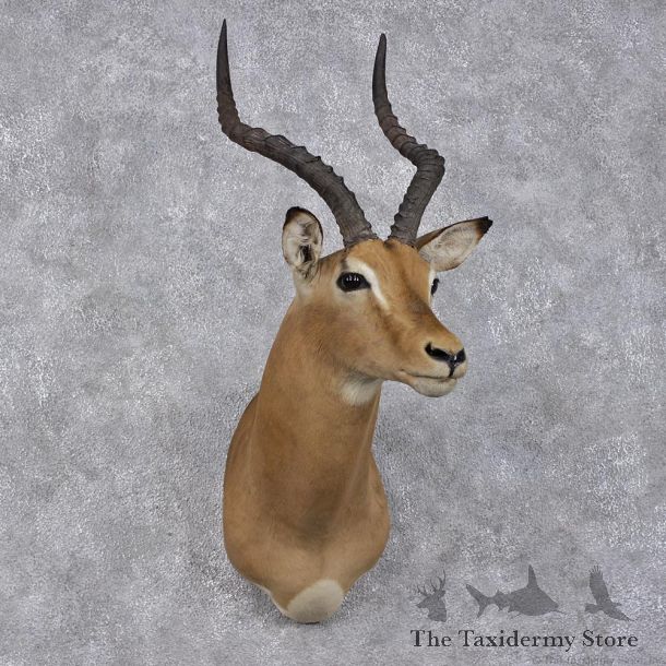 African Impala Shoulder Taxidermy Mount #12479 For Sale @ The Taxidermy Store