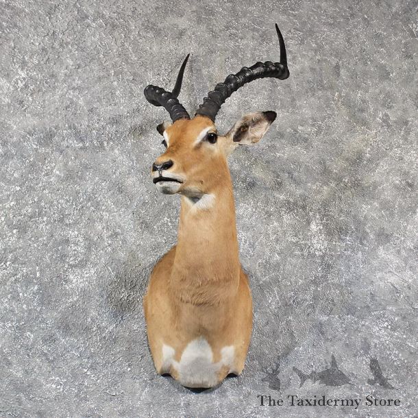 African Impala Shoulder Mount #11580 - For Sale @ The Taxidermy Store