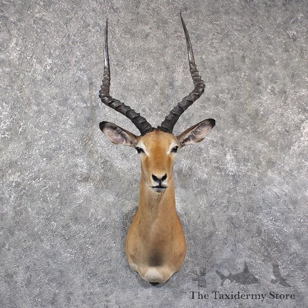 African Impala Shoulder Mount #11650 For Sale @ The Taxidermy Store