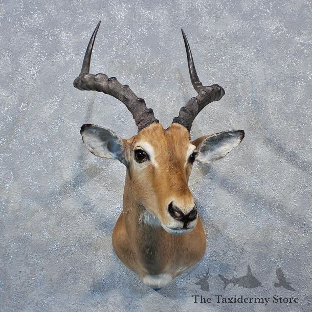 African Impala Shoulder Mount #12029 For Sale @ The Taxidermy Store