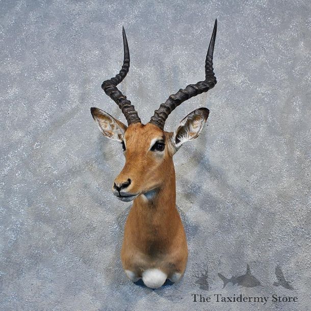 African Impala Shoulder Mount #12030 For Sale @ The Taxidermy Store