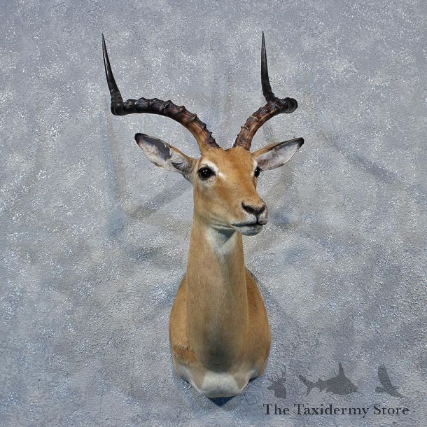 African Impala Shoulder Mount #12031 For Sale @ The Taxidermy Store