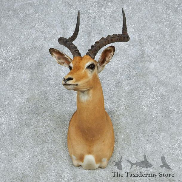 African Impala Shoulder Taxidermy Mount #13064 For Sale @ The Taxidermy Store