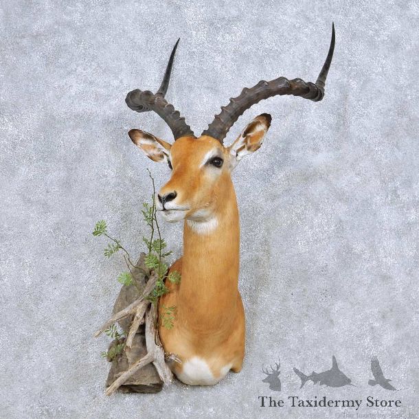 African Impala Shoulder Mount For Sale #14067 @ The Taxidermy Store