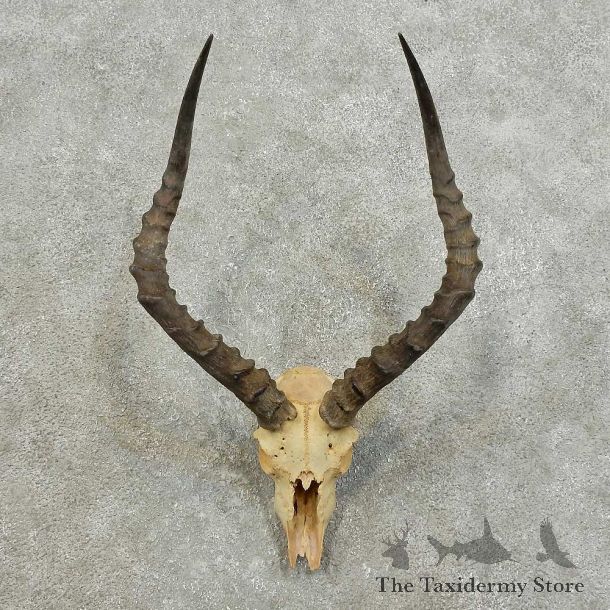 Impala Skull & Horns European Mount For Sale #15987 @ The Taxidermy Store
