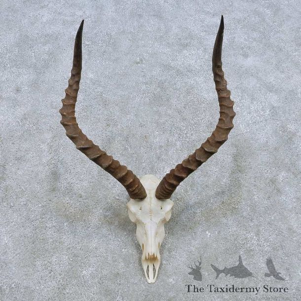 African Impala Skull European Mount For Sale #15147 @ The Taxidermy Store