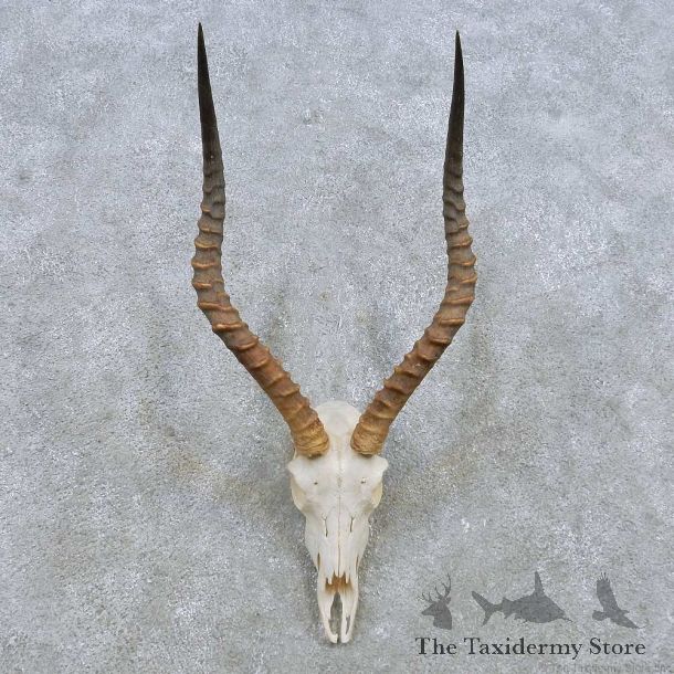 African Impala Skull European Mount For Sale #15148 @ The Taxidermy Store