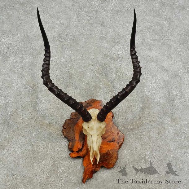 Impala Skull & Horns European Mount For Sale #16933 @ The Taxidermy Store
