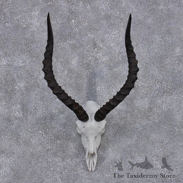 African Impala Taxidermy European Skull & Horn Taxidermy Mount  #12419 For Sale @ The Taxidermy Store