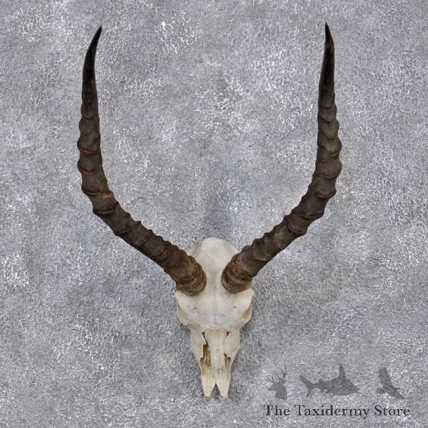 African Impala Taxidermy European Skull & Horn Taxidermy Mount #12420 For Sale @ The Taxidermy Store