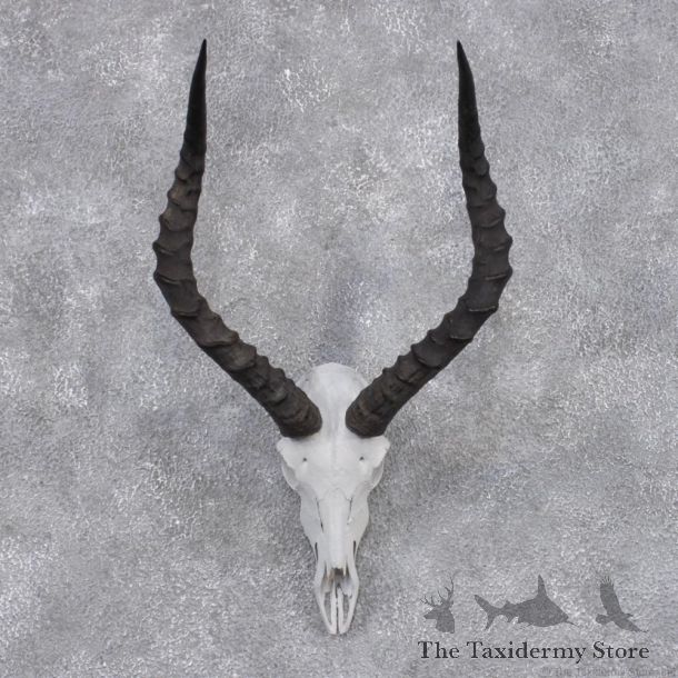 African Impala Taxidermy European Skull & Horn Taxidermy Mount #12421 For Sale @ The Taxidermy Store
