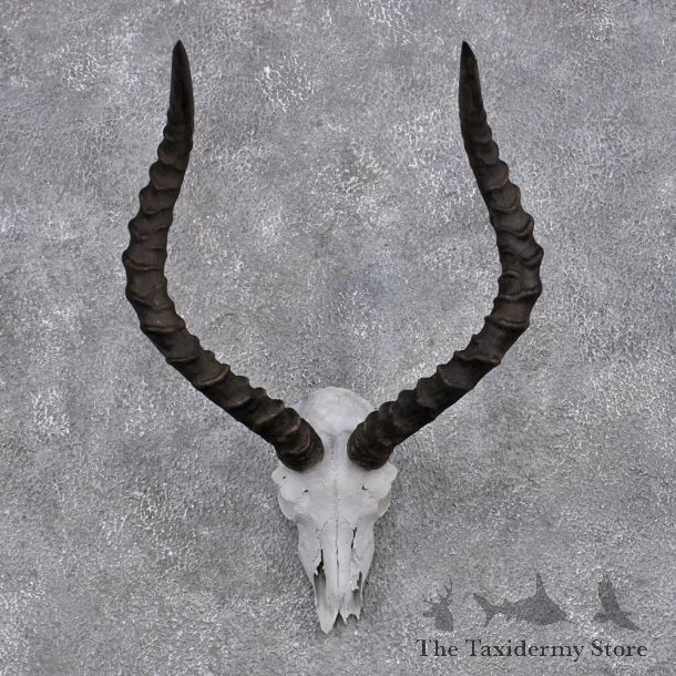 African Impala Taxidermy European Skull & Horn Taxidermy Mount #12423 For Sale @ The Taxidermy Store