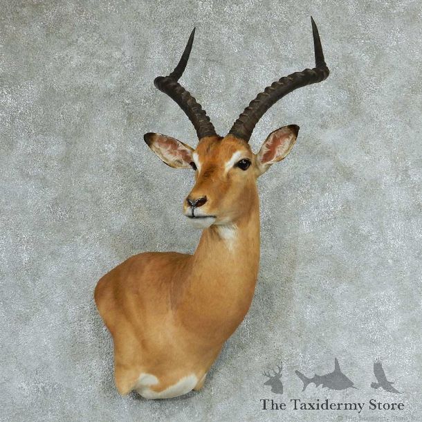African Impala Wall Pedestal Taxidermy Mount #13315 For Sale @ The Taxidermy Store