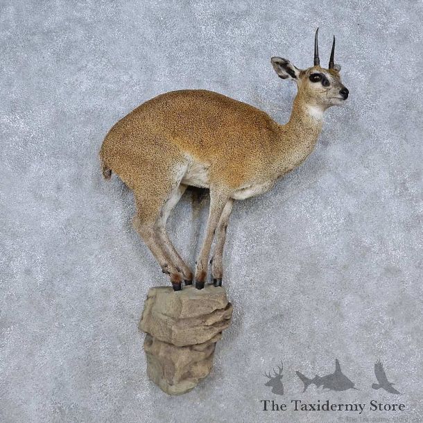 Whitetail Deer Shoulder Mount For Sale #15242 @ The Taxidermy Store