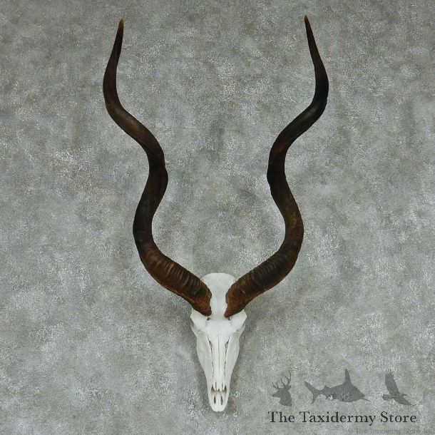 African Kudu European Taxidermy Mount #13139 For Sale @ The Taxidermy Store