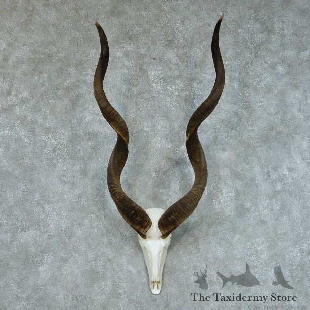 African Kudu Skull & Horn European Mount #13445 For Sale @ The Taxidermy Store
